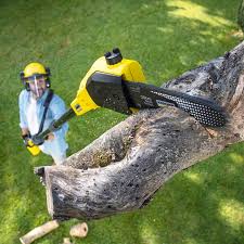 Lawn Maintenance Plans in Princeton Junction, NJ